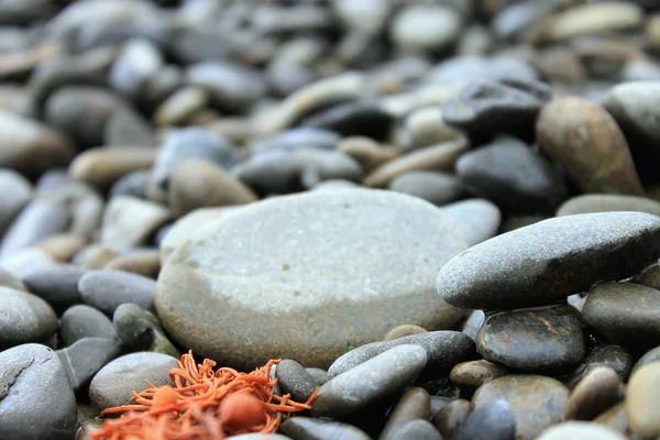 Close up of stony beach — Stock Photo, Image