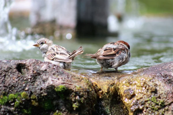 Sparrows Banhos — Fotografia de Stock
