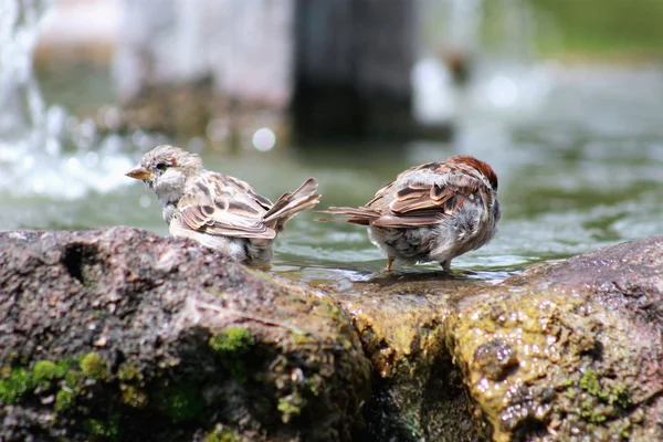 Spatzen baden — Stockfoto