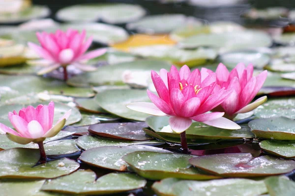 Su Lillies (nilüfergiller)