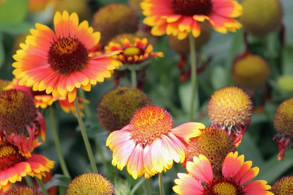 Gazania — Foto Stock