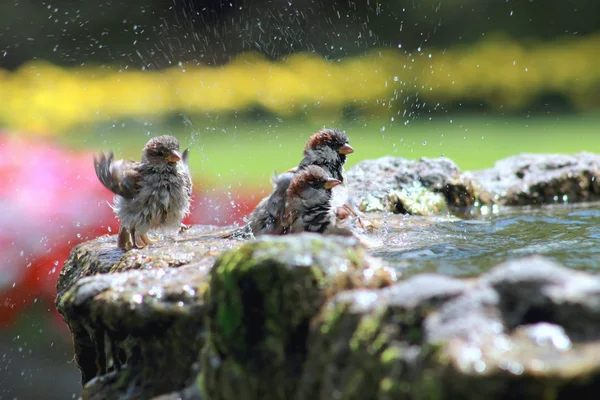 Sparrows Mandi — Stok Foto