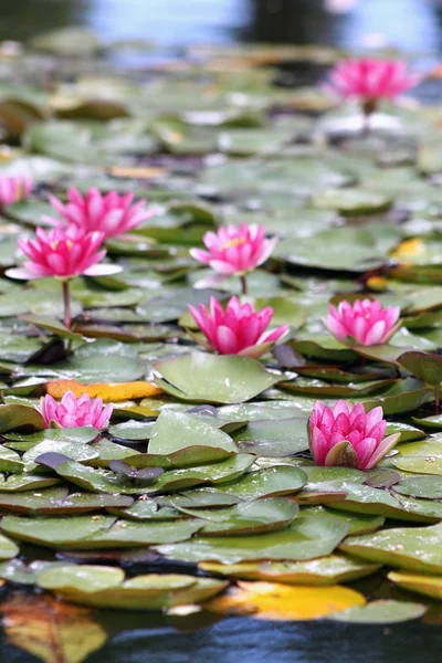 Su Lillies (nilüfergiller)
