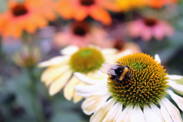 Bumble Bee sul fiore di Echinacea — Foto Stock