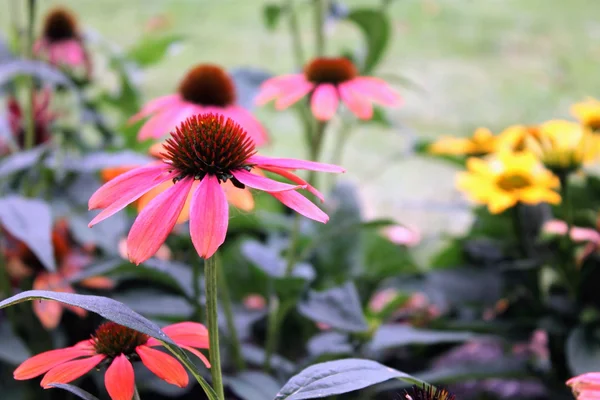 Echinacea květiny — Stock fotografie