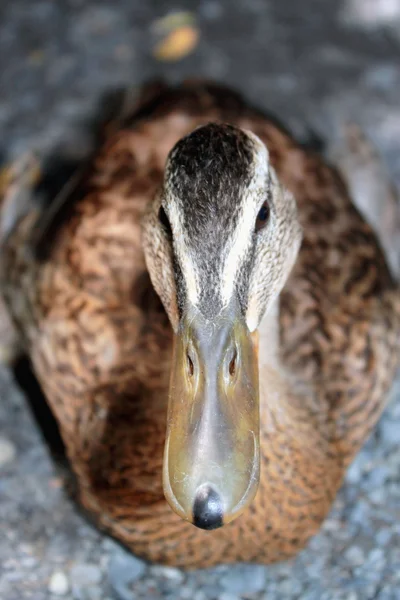 Gros plan d'un canard colvert — Photo