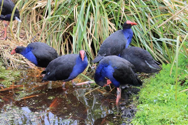 Pukeko - Австралийские болота — стоковое фото