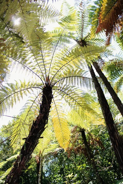 新西兰蕨树 — 图库照片