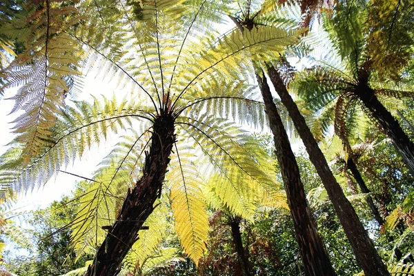 Helecho de árbol de Nueva Zelanda — Foto de Stock