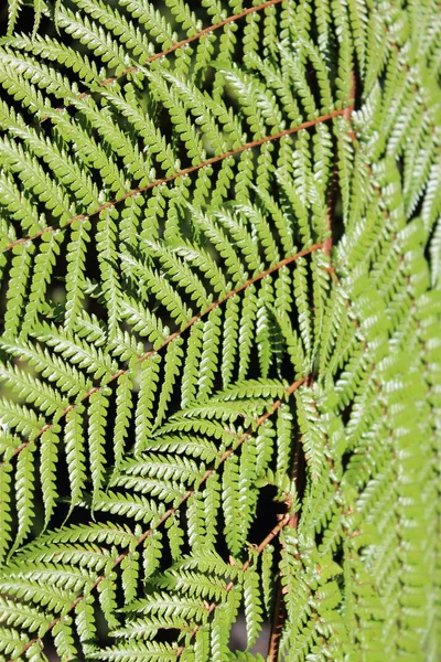 Fern varenblad — Stockfoto