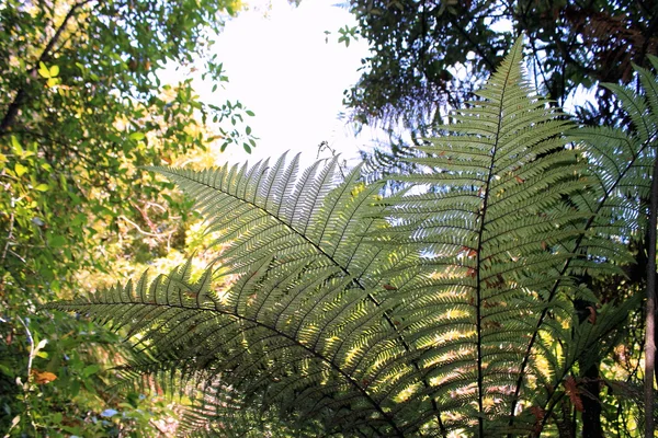 Fougère arborescente de Nouvelle Zélande — Photo