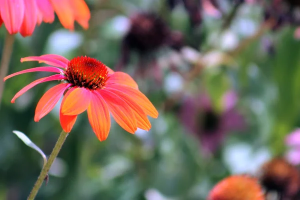 Fiori di echinacea — Foto Stock