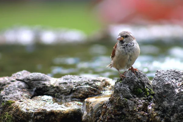 Sparrow on a fountain edge — Stock Photo, Image
