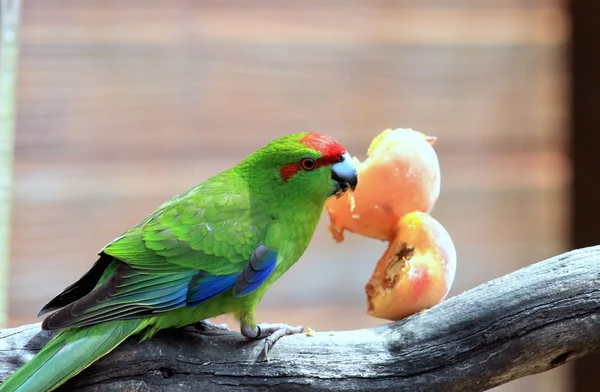 Czerwony koronowany papuga długoogonowa — Zdjęcie stockowe