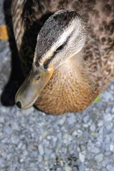Close Up of a Mallard Duck — Stock Photo, Image