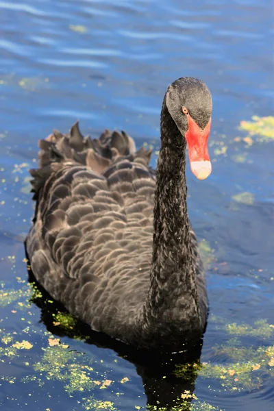 Black Swan — Stock Photo, Image