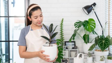 Genç Asyalı kadın bahçıvan günlük kıyafetlerini giyiyor ve ev için su fışkırtıyor beyaz ahşap masaya saksılar, ev bahçesi kavramı ve birçok bitkiyle iç mekan.