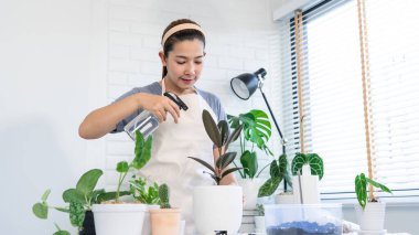 Genç Asyalı kadın bahçıvan günlük kıyafetlerini giyiyor ve ev için su fışkırtıyor beyaz ahşap masaya saksılar, ev bahçesi kavramı ve birçok bitkiyle iç mekan.