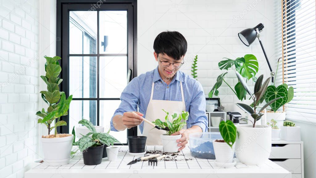 Young Asian man with glasses taking care of his houseplants doing home gardening in his apartment, nature and plants care concept.