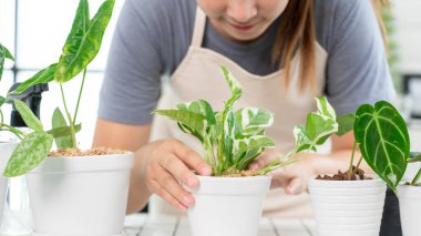 Genç Asyalı kadın bahçıvan günlük kıyafetlerini giyiyor ve ev için su fışkırtıyor beyaz ahşap masaya saksılar, ev bahçesi kavramı ve birçok bitkiyle iç mekan.