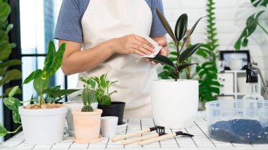 Genç Asyalı kadın bahçıvan günlük kıyafetlerini giyiyor ve ev için su fışkırtıyor beyaz ahşap masaya saksılar, ev bahçesi kavramı ve birçok bitkiyle iç mekan.