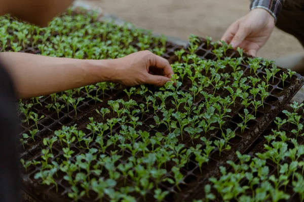 Concept Jardinage Agriculteur Abattant Les Semis Verts Avant Les Retirer — Photo