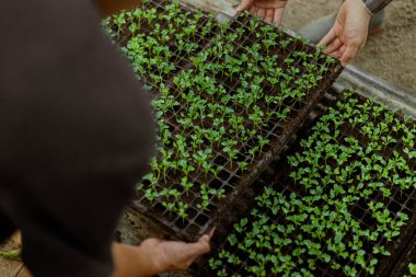 Bahçıvanlık konsepti. Bir çiftçi, yeşillikleri saksıdan çıkarmadan önce toplayarak hazırlanmış toprak sahasında yetişmesini sağlar..