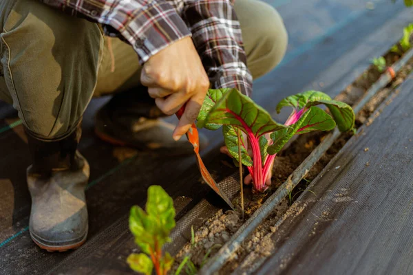 Gardening concept a young male gardener taking care of a vegetable by shoveling the soil around the plant.