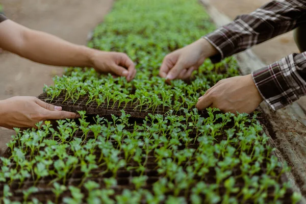 Concept Jardinage Agriculteur Abattant Les Semis Verts Avant Les Retirer — Photo