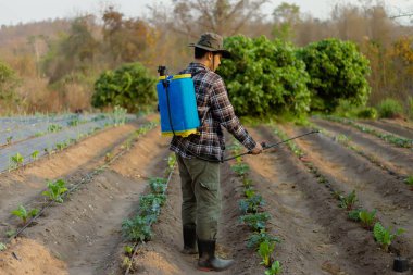 Bahçıvanlık konsepti. Genç bir çiftçi haşerelerden ekinleri uzak tutmak için kimyasal böcek ilacı sıkıyor..