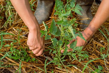 Bahçıvanlık konsepti. Genç bir erkek bahçıvan bitkinin etrafındaki toprağı kazarak bir sebzeyle ilgileniyor..