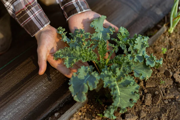 Concepto Jardinería Jardinero Joven Que Cuida Una Verdura Revisando Sus —  Fotos de Stock