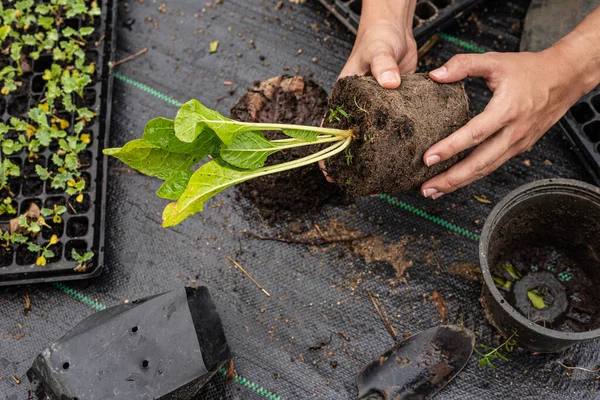 Concept Jardinage Plusieurs Plantes Vertes Rempotées Dans Des Pots Grande — Photo