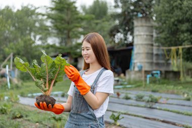 Kadın bahçıvan konsepti. Bir kadın bahçıvan tek eliyle fabrikayı tutuyor ve yeşil yaprakların durumunu kontrol ediyor..