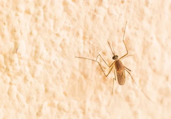 Mosquito on the wall — Stock Photo, Image