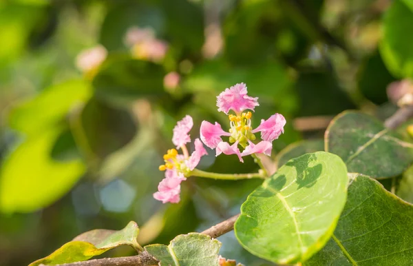 Acerola plody květ — Stock fotografie