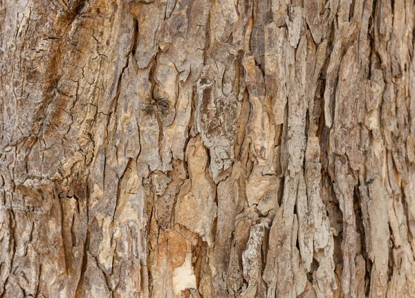 Ağaç kabuğu dokusu