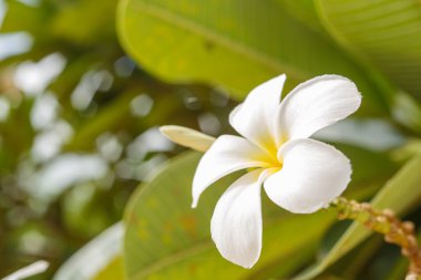 Beyaz plumeria çiçek