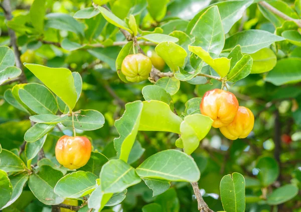 Acerola kiraz meyve — Stok fotoğraf