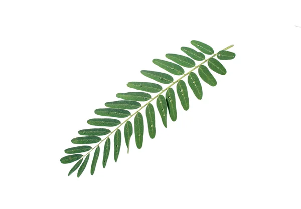 Sesbania frunze — Fotografie, imagine de stoc
