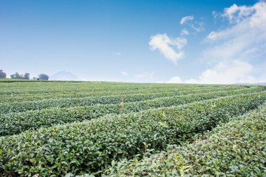 Yeşil çay tarlası