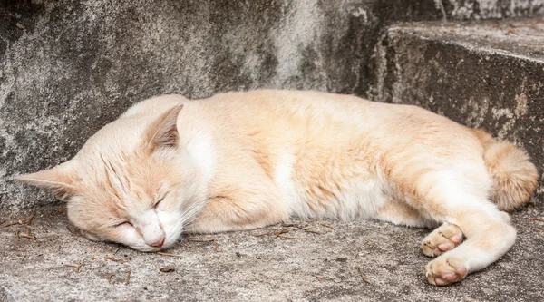 Gatto assonnato — Foto Stock