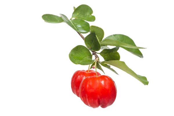 Acerola meyve