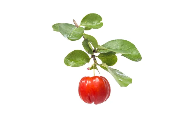 Acerola frukt — Stockfoto