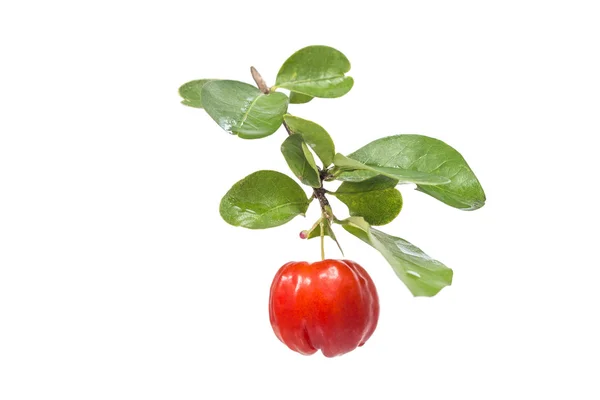 Acerola meyve