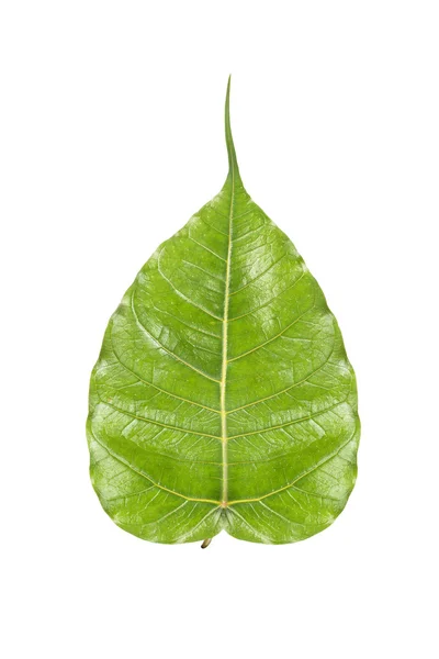 Święte liścia figowego — Zdjęcie stockowe