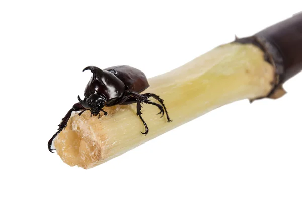 Gergedan böceği — Stok fotoğraf