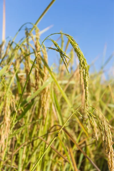 Pirinç kulak — Stok fotoğraf