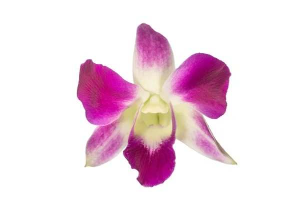 Purple orchid flower — Stock Photo, Image