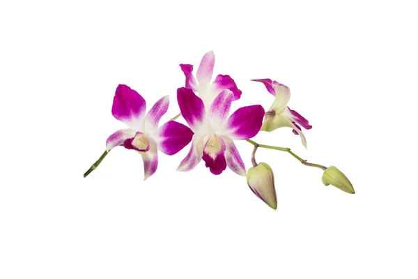 Purple orchid flower — Stock Photo, Image